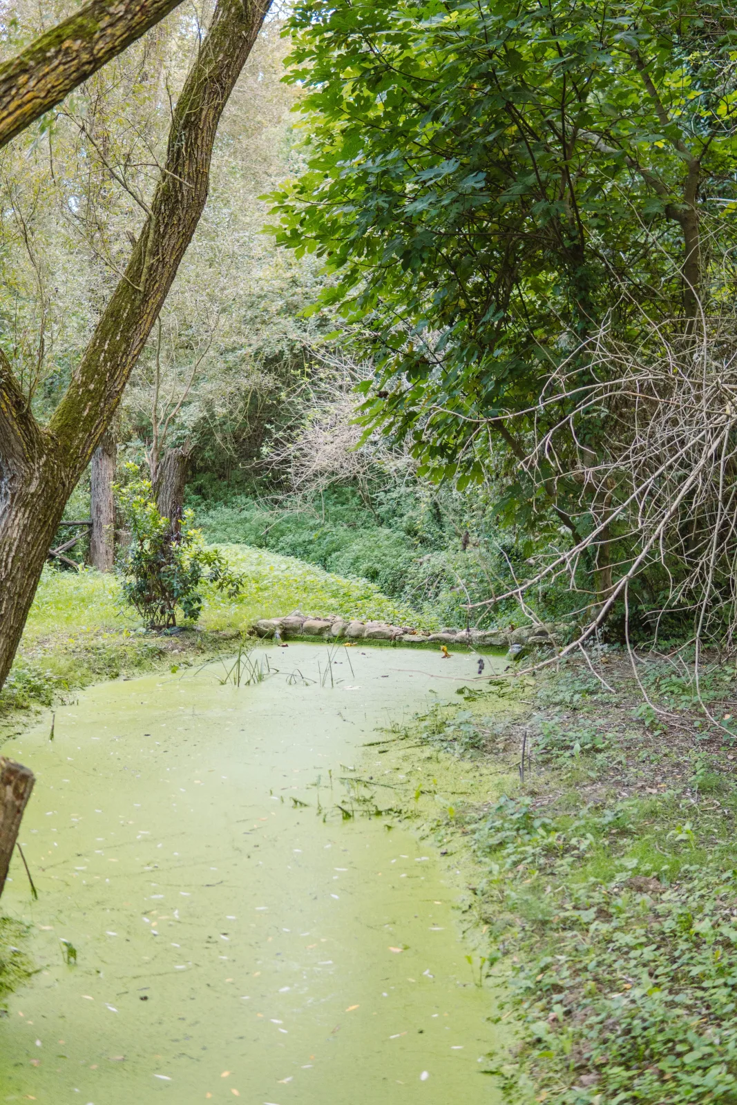 Il Bosco delle Poesie — il sentiero