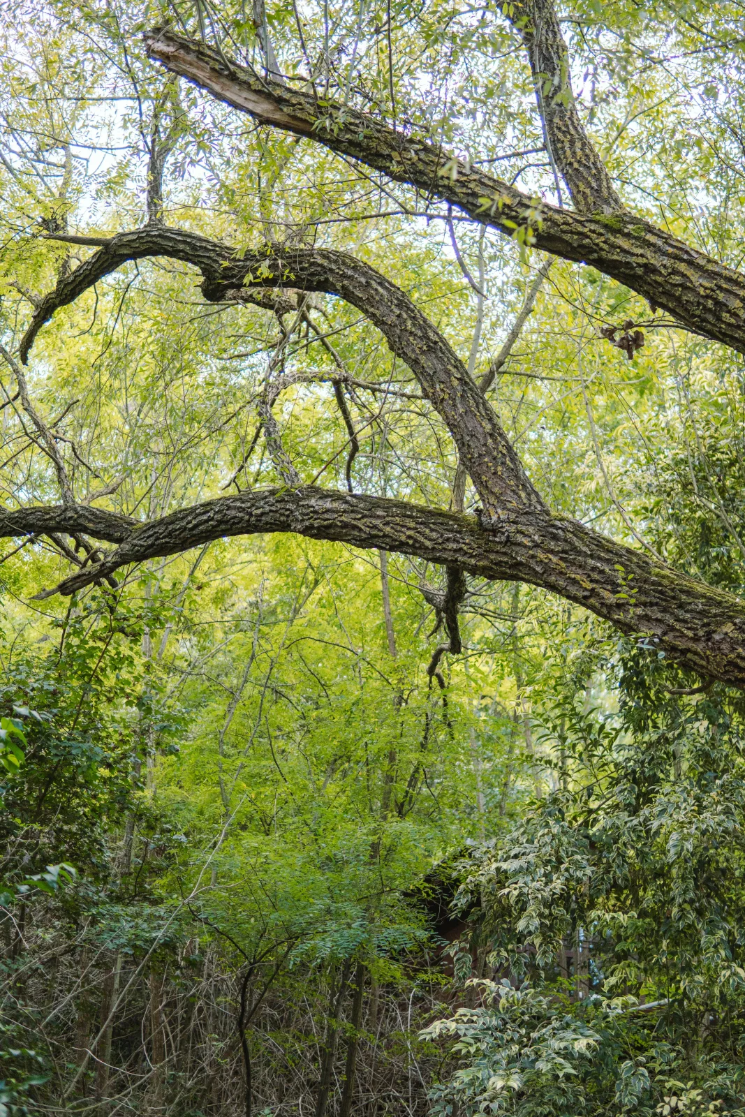 Il Bosco delle Poesie — gli alberi
