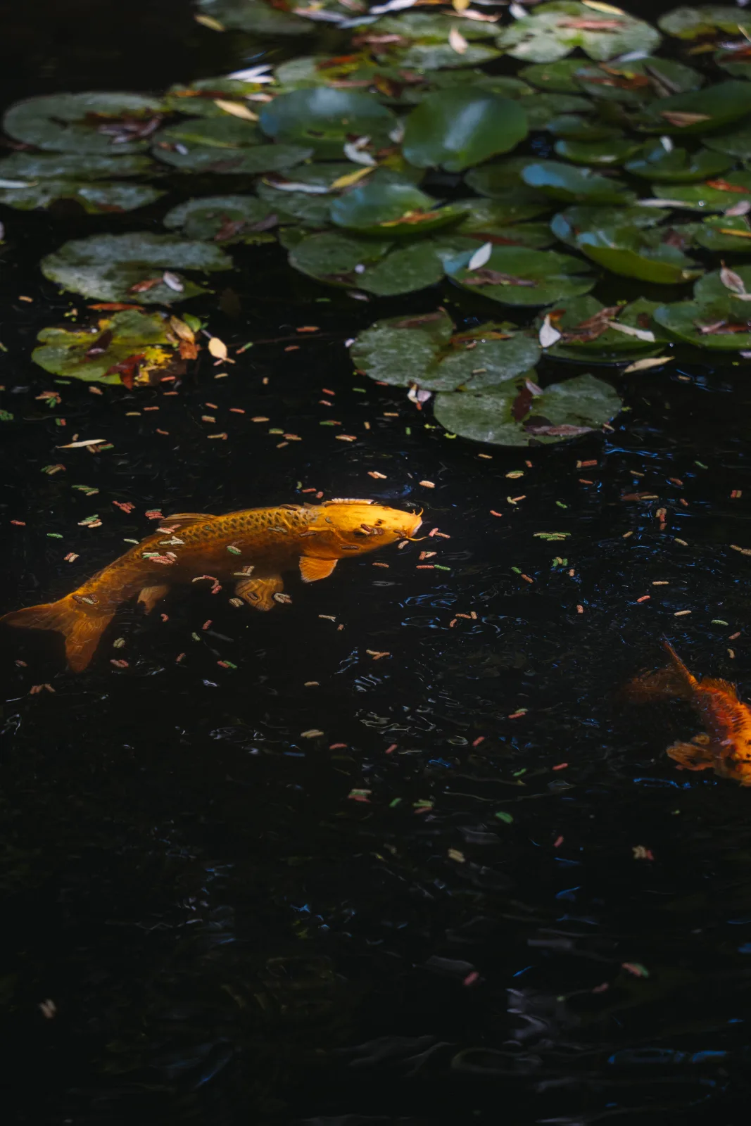 Il Lago delle Ninfee — le mani in bronzo