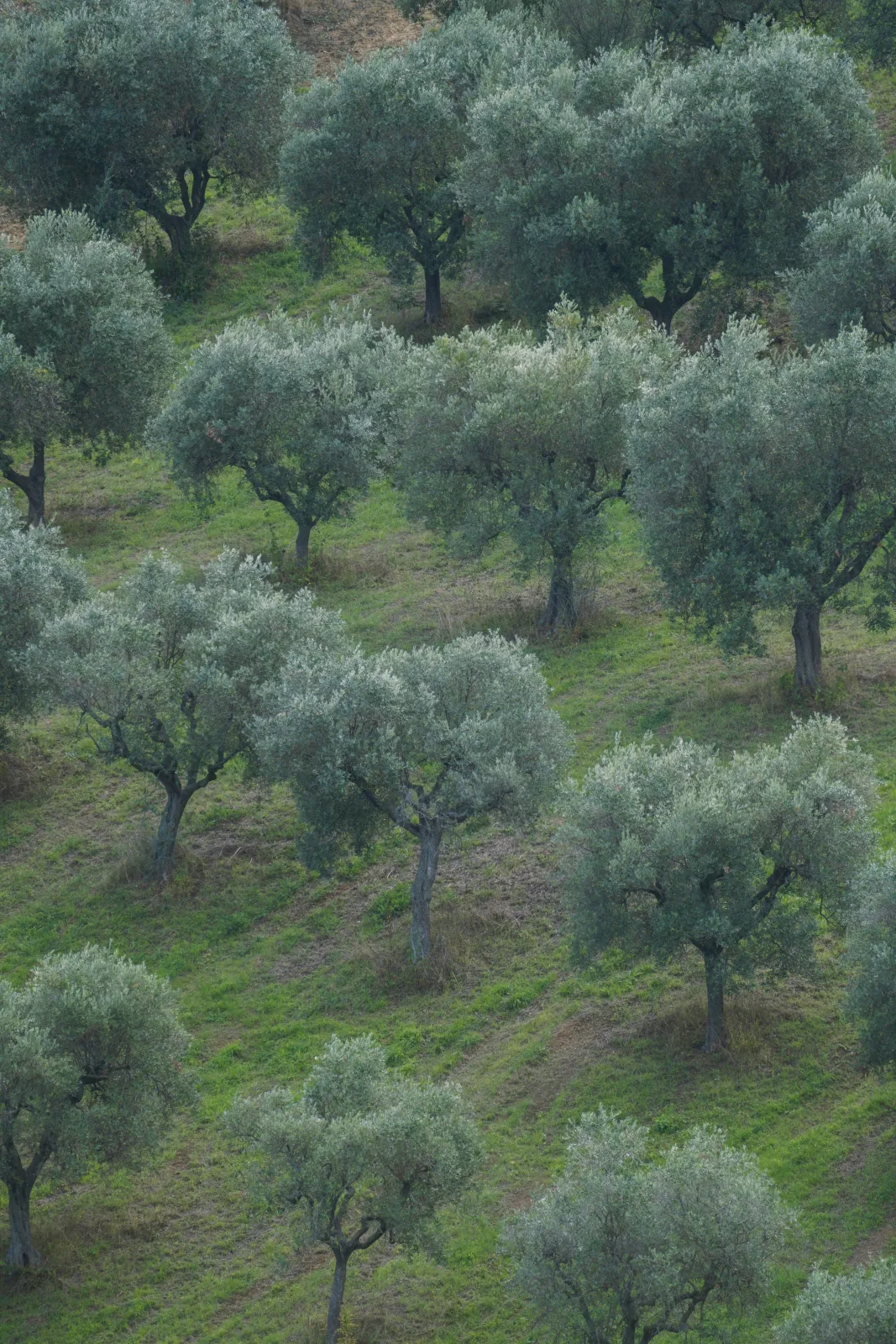 L'Uliveto — dettaglio