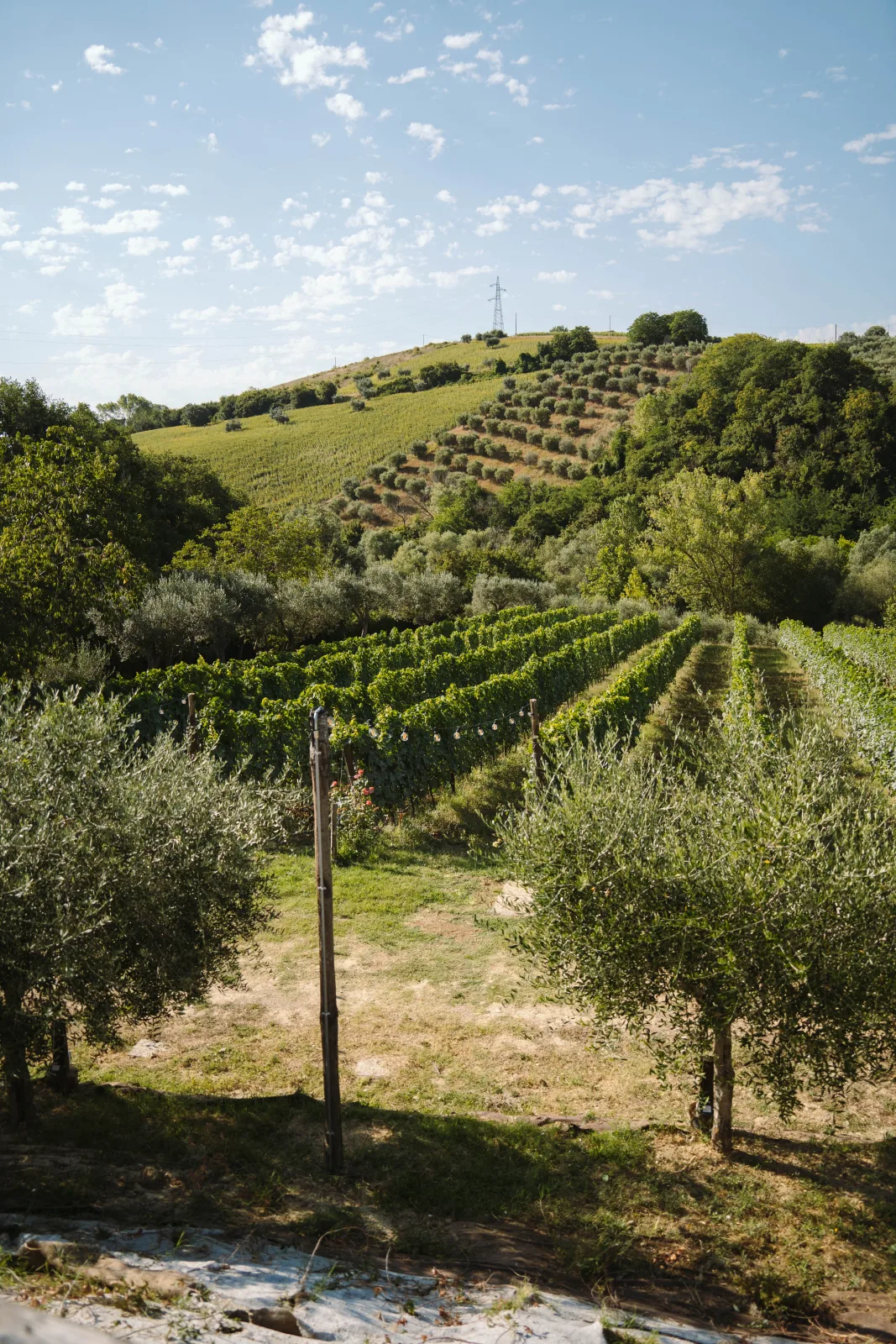 Il Vigneto