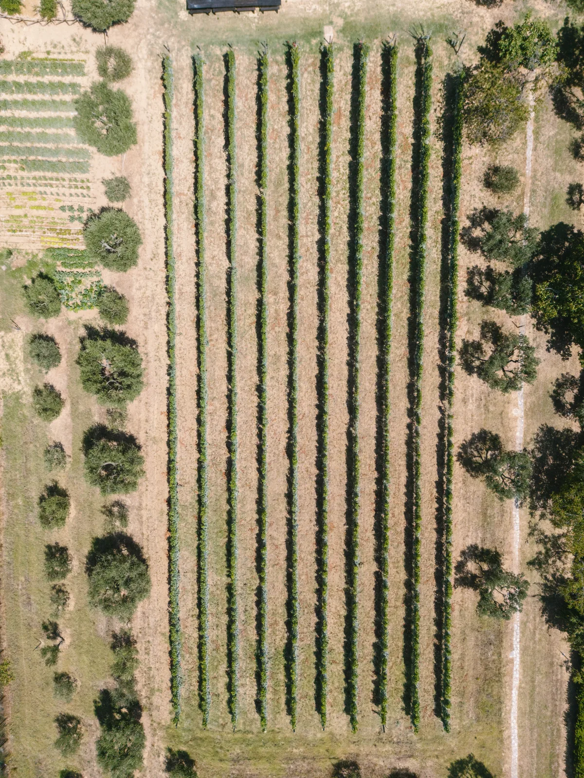 Il Vigneto — l'uva Montepulciano